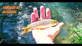 TRUCHA COMÚN DE ALFARRAS  BROWN TROUT 4k video fishing fish river nature life [upl. by Kass]