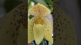 Paph concolor fmaquotStriatumquot O 파피오페딜룸은 아름다운 진녹색 그물망 같은 잎과 보라색 반점이 있는 큰 노란색 꽃을 가지고 있다향은 무향이며 연중 개화 [upl. by Mikol]