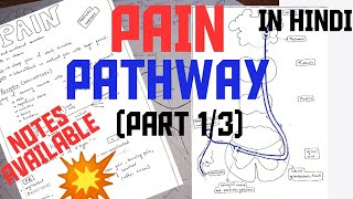 PAIN PATHWAY  PART 13  NOCICEPTORS  NOXIOUS STIMULI [upl. by Ebanreb828]