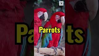 Facts You Didnt Know About Parrots parrots facts animalfacts wildlife [upl. by Spiros490]