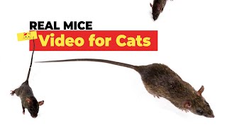 Mice for Cats to Watch  Video for Cats to Watch with Squeaky Mice Sounds [upl. by Kriss]