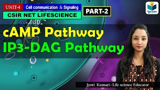 cAMP PATHWAY  IP3DAG PATHWAY GPCR PART2  CSIR NET CELL SIGNALING [upl. by Lemahs]