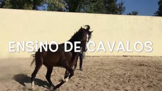 Portugal Riding Holidays  Quinta de Lamoso 1 [upl. by Ttirb]