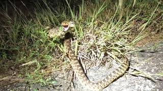 Bullsnake Pituophis catenifer Barber county KS [upl. by Fergus]