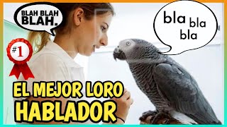 LORO YACO HABLANDO  Loro Gris Africano el mejor hablador 🐦🗣️ [upl. by Elianora]