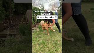 Life hack to help you to make your paralyzed dog pee [upl. by Yolane474]