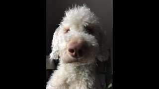 Labradoodle Time Lapse [upl. by Simona564]