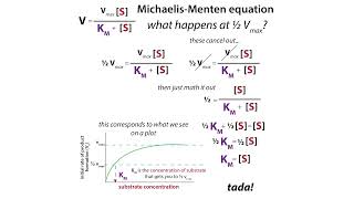 MichaelisMenten enzyme kinetics amp enzyme activity activity units amp specific activity [upl. by Bremen]