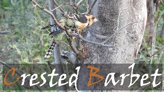 Crested Barbet Trachyphonus vaillantii Bird Call amp Video  Stories Of The Kruger [upl. by Ahsiekit]