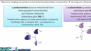 Rybosomy – Budowa Komórki  KOREPETYCJE z BIOLOGII – 332 [upl. by Rehpotsirh276]