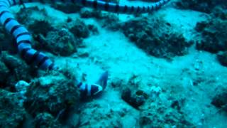 Seasnake eating moray eel alive [upl. by Ojyllek809]