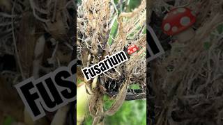 DETECCION DE FUSARIUM EN MAIZ 🌽 agriculture [upl. by Yeltnarb]