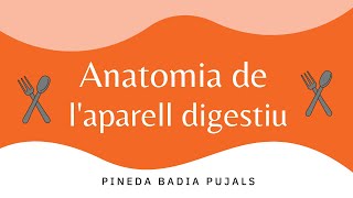 Anatomia aparell digestiu [upl. by Lorrayne]