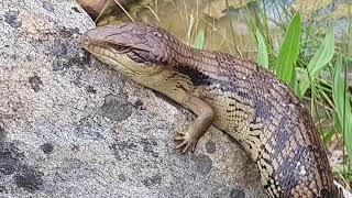 Catching Blue Tongue Lizards In Australia [upl. by Nonarb256]