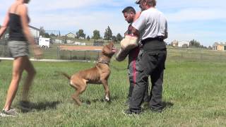 Tornabenes Bandogge Achilles 45 years old working on build up [upl. by Craggy]