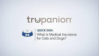 Quick Dish  Medical Insurance for Cats and Dogs [upl. by Lane970]