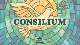 Consilium  SERIE TF DONUM ❤️‍🔥 2024🌱 [upl. by Princess]