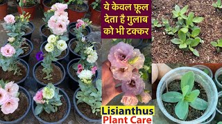 ये फ़ूल देते है गुलाब को टक्कर  Lisianthus Plant From Seeds  SummerWinter Flowering Plants [upl. by Torres272]