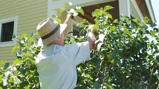 Lilac Pruning [upl. by Lewan]