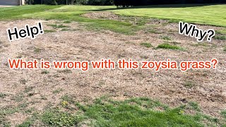 Why is this zoysia grass dying [upl. by Tucker174]