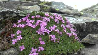 Vier Tage im Nationalpark Hohe Tauern [upl. by Sheelah]