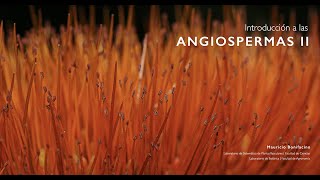 Introducción a las Angiospermas II Androceo amp Gineceo [upl. by Yuille]