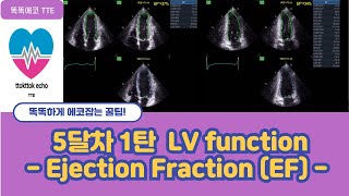 Ejection Fraction EF LV systolic function  심장기능 echocardiography 심장초음파 심박출률  stroke volume [upl. by Lenej870]