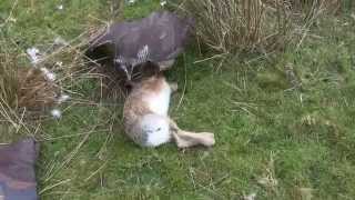 Rabbit and Hare Hawking with Finnish Goshawks [upl. by Yarised]