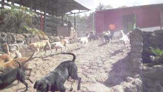 Estampida de perros en quotTerritorio de Zaguatesquot Costa Rica [upl. by Sitnerp]