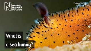 What is a sea bunny  Surprising Science [upl. by Meggie]