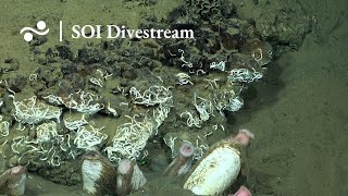 Site 92  SOI Divestream 681 [upl. by Purse]