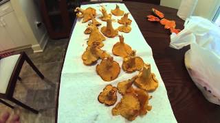 Chanterelle Mushroom Identification Tips [upl. by Neyugn]