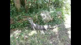 The lace monitor（Varanus varius） オーストラリアのオオトカゲ ゴアナ Springbrook National Park [upl. by Karylin]