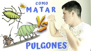 7 MANERAS ORGANICAS PARA ELIMINAR PULGONES [upl. by Towney]