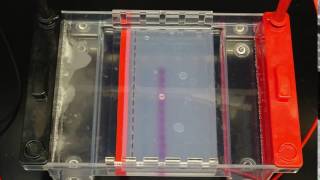 Electrophoresis Timelapse [upl. by Aneba]