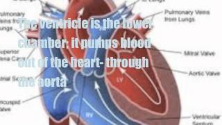 Circulatory System Song with Lyrics [upl. by Analra]