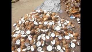 Sri Lankaශ්‍රී ලංකාCeylonCoconut ProcessingCopraCocos Nucifera [upl. by Eckblad501]