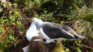 Atlantic Yellownosed Albatross courtship [upl. by Dupaix]