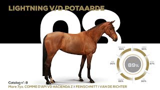 The Ten Catalog n8  Lightning vd Potaarde  7yo Mare [upl. by Keheley]