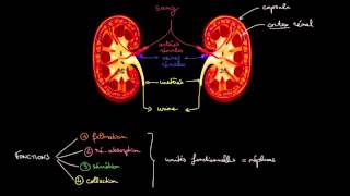 Anatomie et fonctions des reins [upl. by Wistrup]