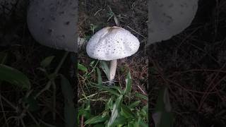 Parasol Mushroom  Aarogya Van nature [upl. by Eiramlirpa]