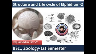 Structure and Life cycle of Elphidium2  Life cycle of Elphidium protozoa HSR Bioinfo [upl. by Odnolor797]