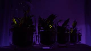 Een plant als energiecentrale – Living Light laat zien dat het kan [upl. by Lenora687]