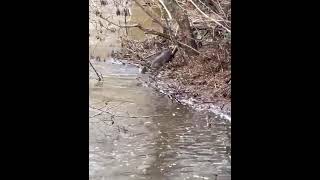 Two otters swimming in the River Usk in Monmouthshire [upl. by Meijer]