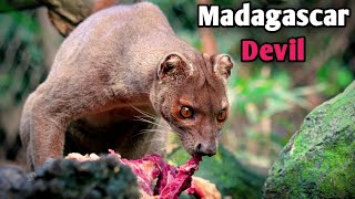 Fossa Madagascars Elusive Predator [upl. by Aihsilat]