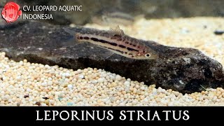 THE AMBITIOUS LEPORINUS STRIATUS Leopard Aquatic C088A [upl. by Danby301]