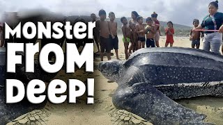 Leatherback Turtle  Shocking Size amp Secret Weapon  The MONSTER of the Deep [upl. by Acimak]