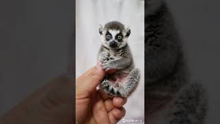 Tiny Lemur in Your Hand Adorable Mini Jungle Cutie 🐒🌿 TinyTales cute wildlife animals [upl. by Enimsay]