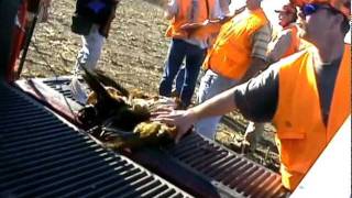 Pheasants Gone Wild South Dakota Hunting [upl. by Ailehc]