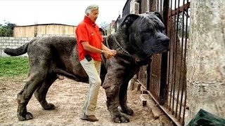 20 Most Illegal Dog Breeds in the World [upl. by Zima999]